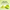 Lime Fruit Powder